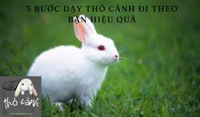 5 bước dạy thỏ cảnh đi theo bạn hiệu quả