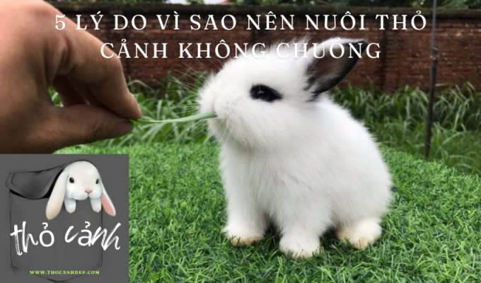 5 lý do vì sao nên nuôi thỏ cảnh không chuồng