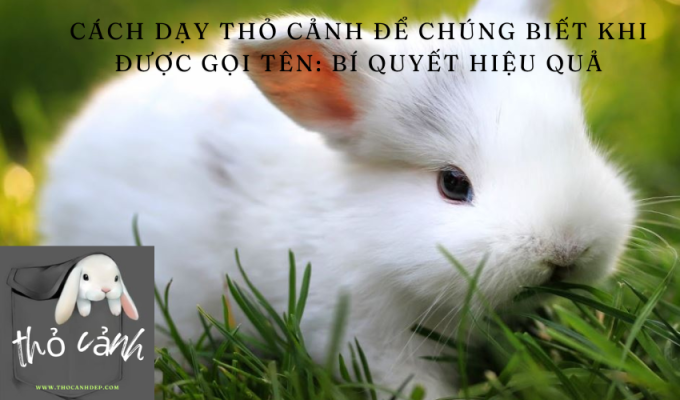 Cách dạy thỏ cảnh để chúng biết khi được gọi tên: Bí quyết hiệu quả