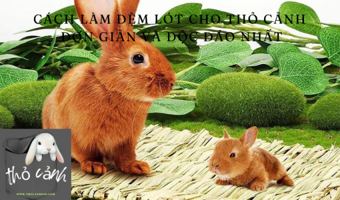 Cách làm đệm lót cho thỏ cảnh đơn giản và độc đáo nhất