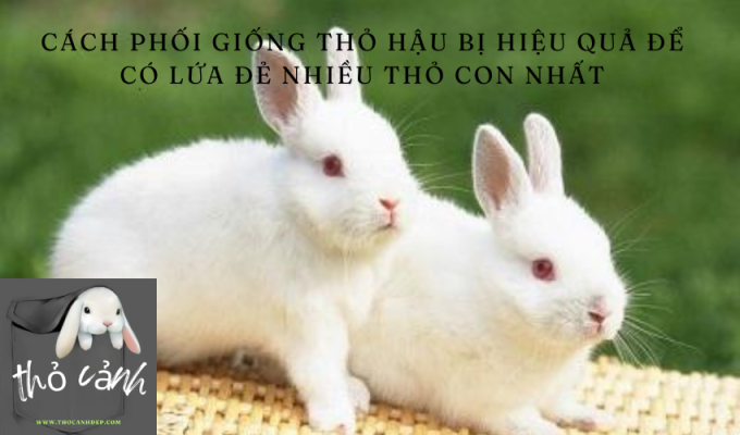 Cách phối giống thỏ hậu bị hiệu quả để có lứa đẻ nhiều thỏ con nhất