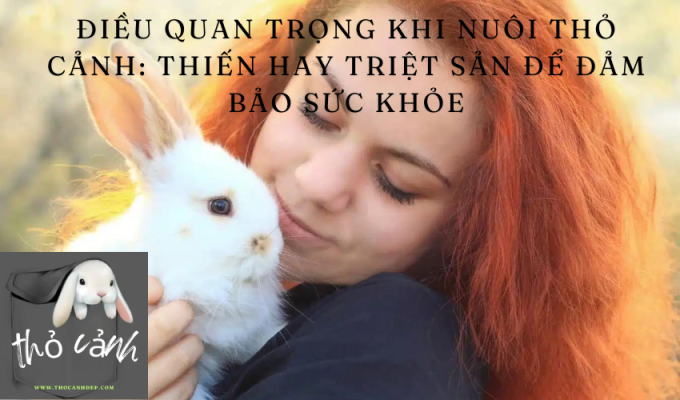 Điều quan trọng khi nuôi thỏ cảnh: Thiến hay triệt sản để đảm bảo sức khỏe