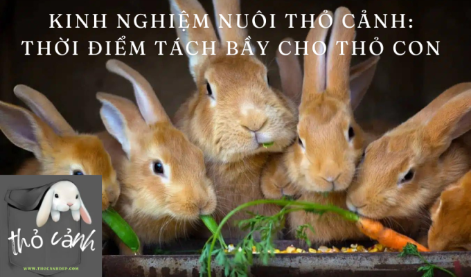 Kinh nghiệm nuôi thỏ cảnh: Thời điểm tách bầy cho thỏ con