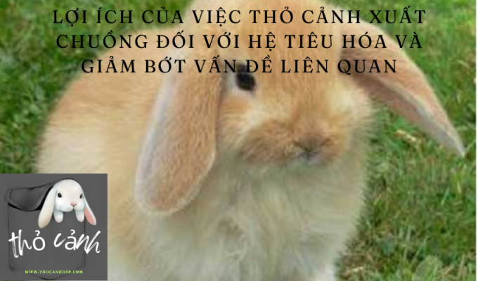 Lợi ích của việc thỏ cảnh xuất chuồng đối với hệ tiêu hóa và giảm bớt vấn đề liên quan