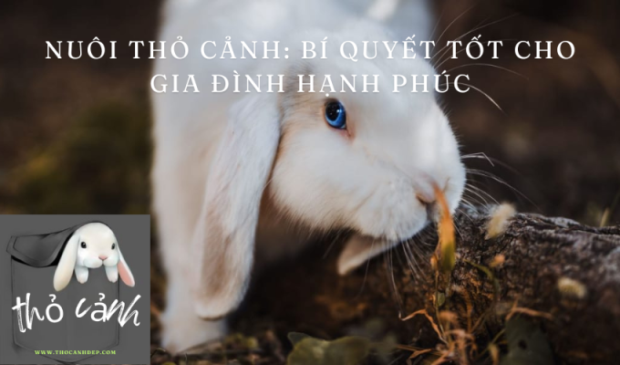 Nuôi thỏ cảnh: Bí quyết tốt cho gia đình hạnh phúc