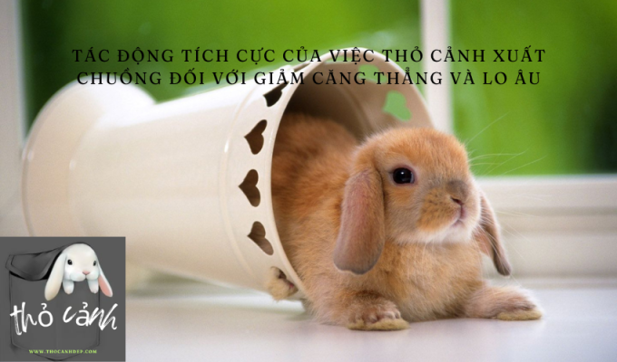 Tác động tích cực của việc thỏ cảnh xuất chuồng đối với giảm căng thẳng và lo âu