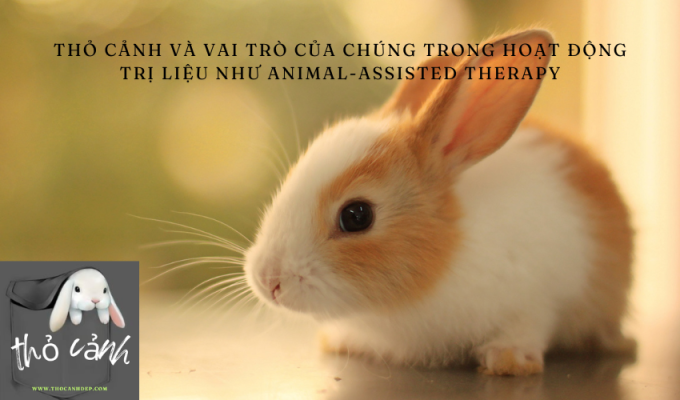 Thỏ cảnh và vai trò của chúng trong hoạt động trị liệu như animal-assisted therapy