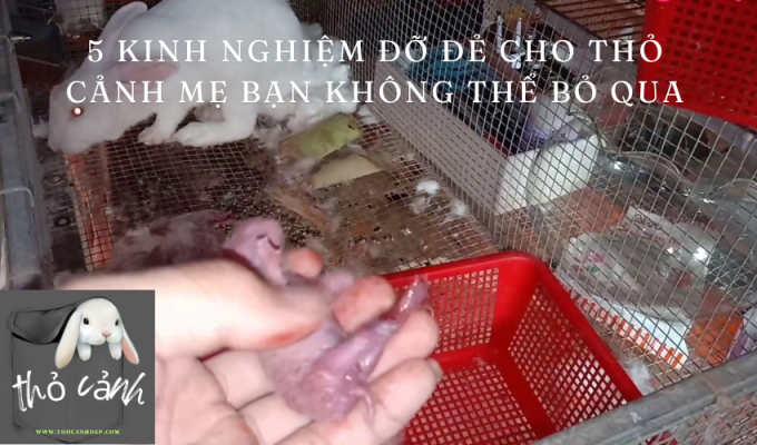 5 Kinh Nghiệm Đỡ Đẻ Cho Thỏ Cảnh Mẹ Bạn Không Thể Bỏ Qua