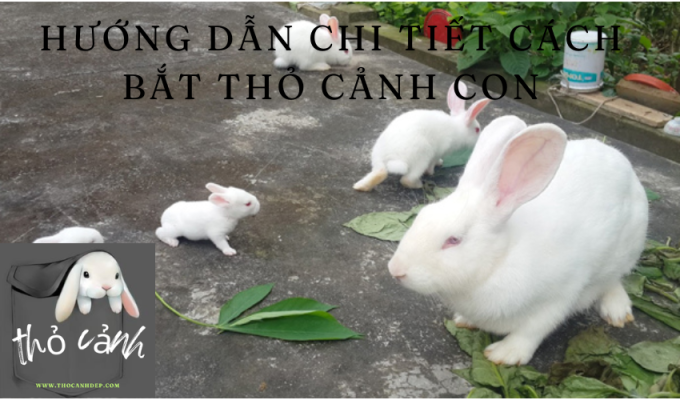 Hướng dẫn chi tiết cách bắt thỏ cảnh con