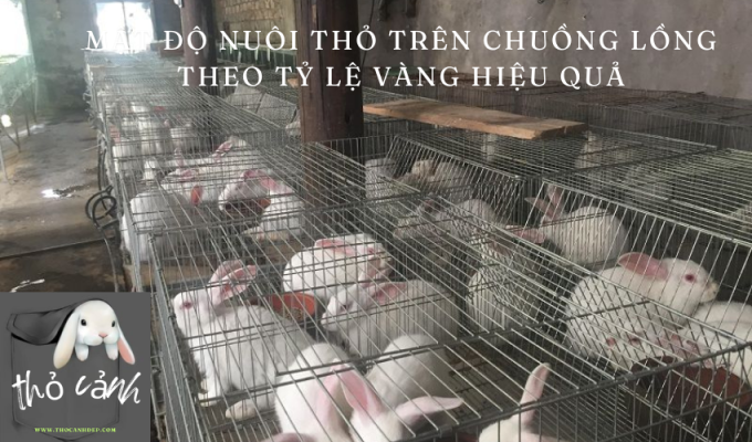 Mật độ nuôi thỏ trên chuồng lồng theo tỷ lệ vàng hiệu quả