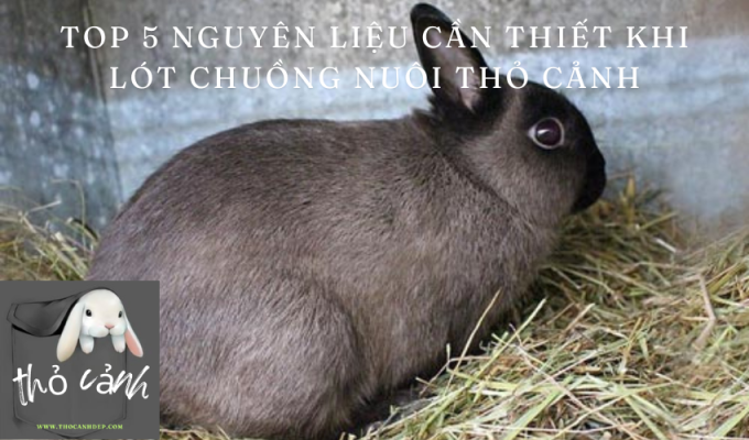 Top 5 nguyên liệu cần thiết khi lót chuồng nuôi thỏ cảnh