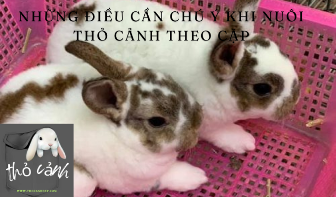 Những điều cần chú ý khi nuôi thỏ cảnh theo cặp