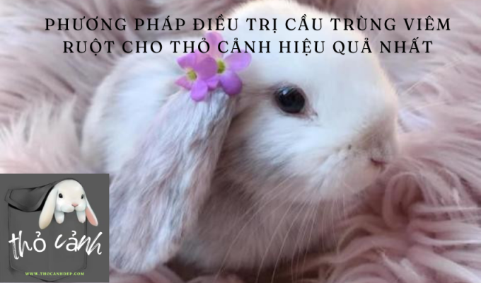 Phương pháp điều trị cầu trùng viêm ruột cho thỏ cảnh hiệu quả nhất