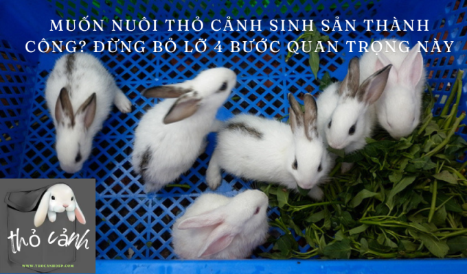 Muốn Nuôi Thỏ Cảnh Sinh Sản Thành Công? Đừng Bỏ Lỡ 4 Bước Quan Trọng Này