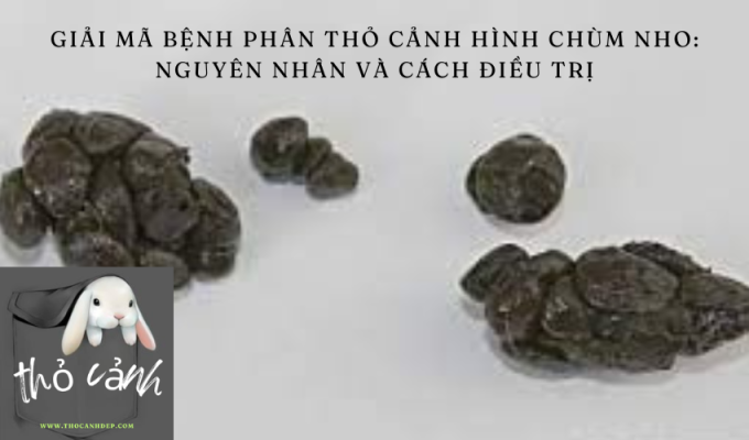 Giải mã bệnh phân thỏ cảnh hình chùm nho: Nguyên nhân và cách điều trị