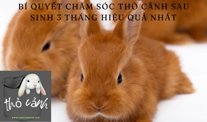 Bí quyết chăm sóc thỏ cảnh sau sinh 3 tháng hiệu quả nhất