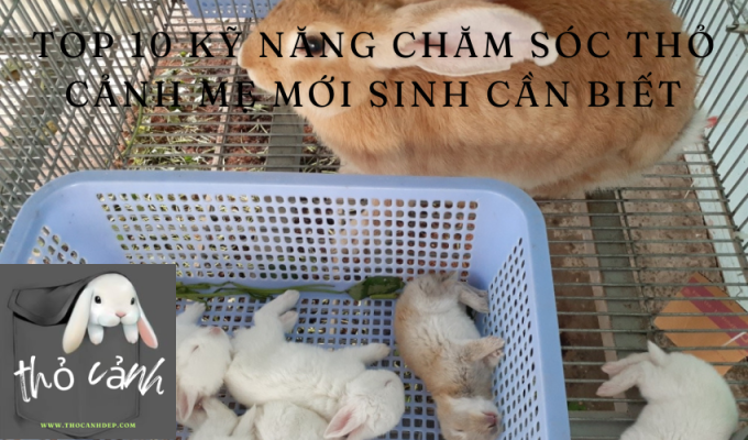 Top 10 kỹ năng chăm sóc thỏ cảnh mẹ mới sinh cần biết