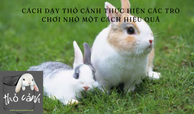 Cách dạy thỏ cảnh thực hiện các trò chơi nhỏ một cách hiệu quả