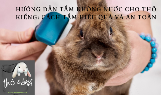 Hướng dẫn tắm không nước cho Thỏ Kiểng: Cách tắm hiệu quả và an toàn