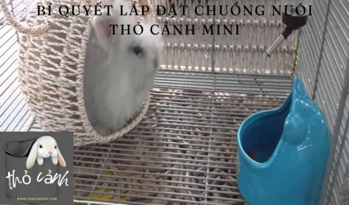 Bí quyết lắp đặt chuồng nuôi thỏ cảnh mini