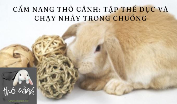 Cẩm Nang Thỏ Cảnh: Tập Thể Dục và Chạy Nhảy Trong Chuồng – Tất cả những gì bạn cần biết!