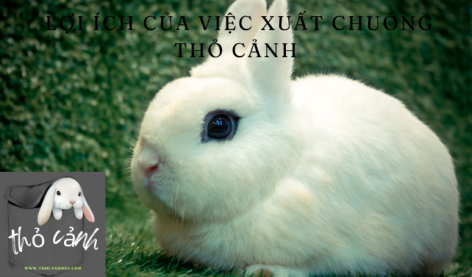 Lợi ích của việc xuất chuồng thỏ cảnh