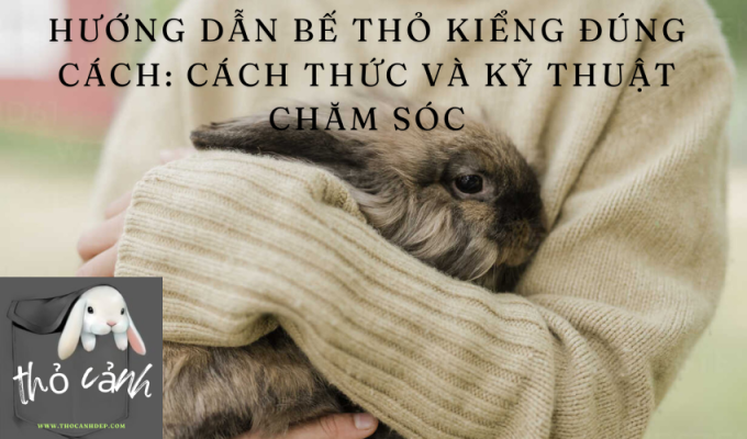 Hướng dẫn bế thỏ kiểng đúng cách: Cách thức và kỹ thuật chăm sóc